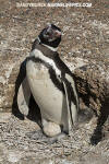 Magellanic Penguin