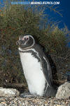 Magellanic Penguin