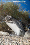 Magellanic Penguin