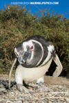 Magellanic Penguin