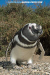 Magellanic Penguin