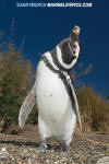 Magellanic Penguin