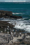 Magellanic Penguin