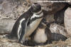 Magellanic Penguin