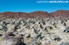 Magellanic Penguin