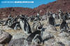 Magellanic Penguin