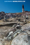 Magellanic Penguin