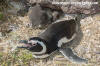 Magellanic Penguin