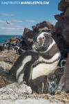 Magellanic Penguin