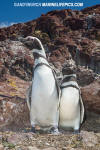 Magellanic Penguin