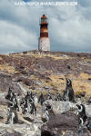 Magellanic Penguin