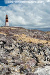 Magellanic Penguin