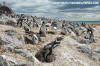 Magellanic Penguin