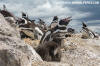 Magellanic Penguin