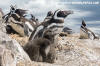 Magellanic Penguin