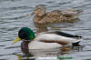 Mallard