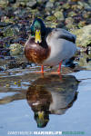 Mallard