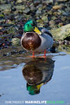 Mallard