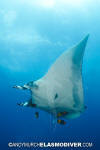 Manta Ray