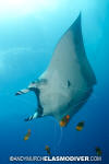 Manta Ray