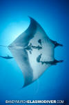 Manta Ray