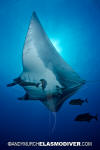 Manta Ray