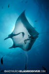 Manta Ray