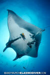 Manta Ray