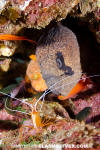 Masked Moray