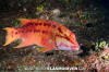 Mexican Hogfish