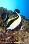 Moorish Idol