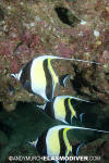 Moorish Idol