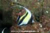 Moorish Idol