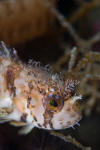 mosshead warbonnet