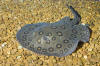 Motoro Stingray photograph