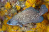 Mottled Soapfish