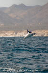 Munk's Mobula Ray