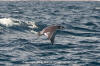 Munk's Mobula Ray