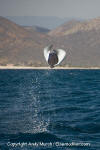 Munk's Mobula Ray