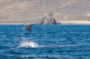 Munk's Mobula Ray