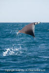 Munk's Mobula Ray