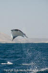 Munk's Mobula Ray