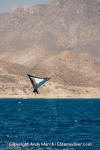 Munk's Mobula Ray