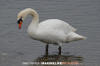 Mute Swan