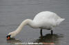 Mute Swan