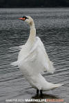 Mute Swan