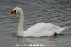 Mute Swan