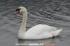 Mute Swan