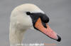 Mute Swan