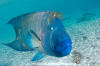 Napoleon Wrasse